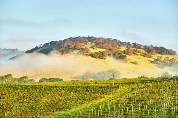 Weinbaulandschaft Kalifornien Usa — Stockfoto