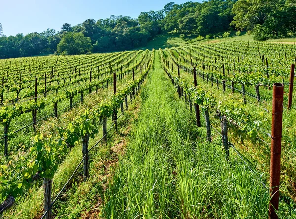 Wijngaarden Landschap California Verenigde Staten — Stockfoto