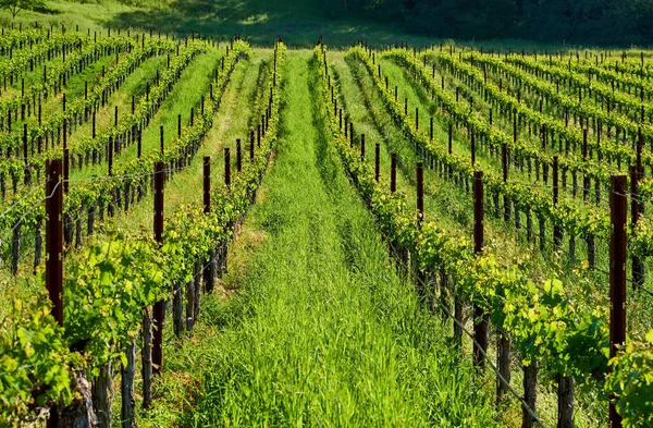 Hermoso Paisaje Viñedos California Estados Unidos — Foto de Stock