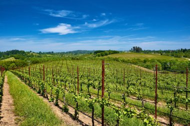 Güzel üzüm manzara California, ABD