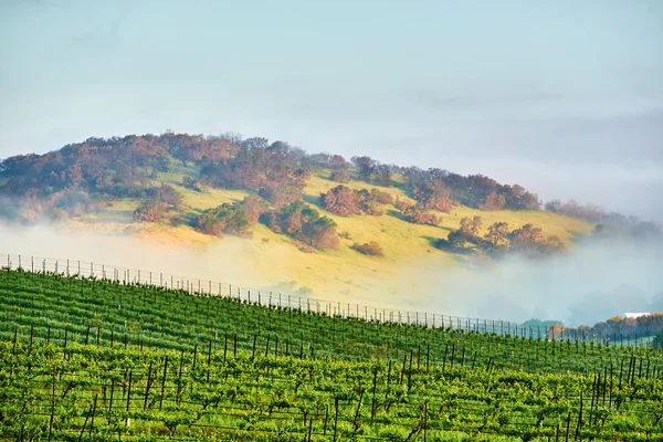 Wunderschöne Weinberglandschaft Kalifornien Usa — Stockfoto