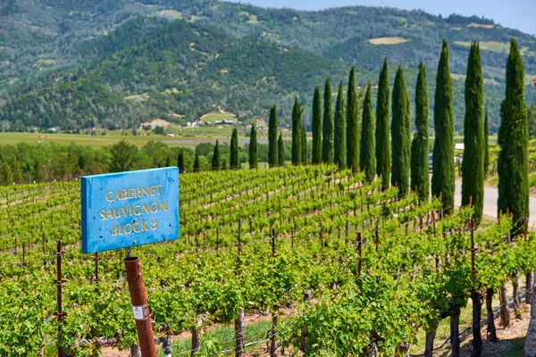 Cabernet Sauvignon Weinsortenschild Weinbaulandschaft Kalifornien Vereinigte Staaten — Stockfoto