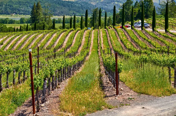 Paysage Des Vignobles Californie États Unis — Photo