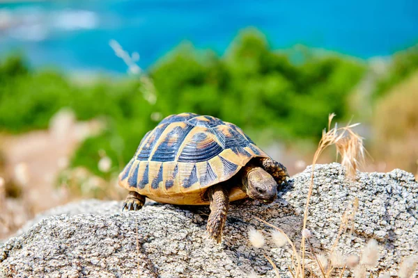 Östra Box Turtle Rock Sithonia Grekland — Stockfoto