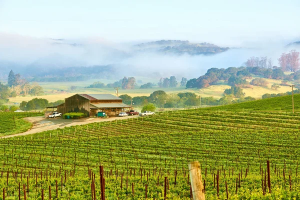 Wijngaarden in Californië, Usa — Stockfoto