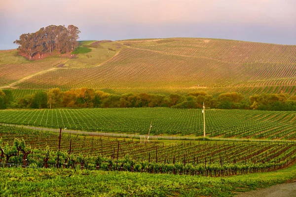 Weinberge bei Sonnenaufgang in Kalifornien, Vereinigte Staaten — Stockfoto