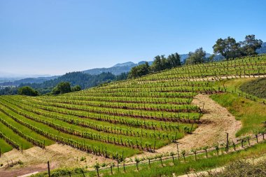 Vineyards in California, USA clipart