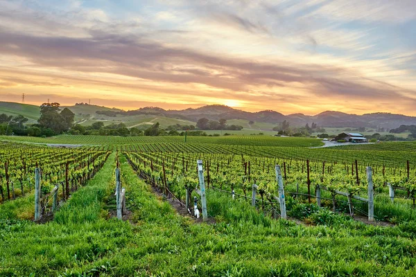 Wijngaarden bij zonsondergang in California, Usa — Stockfoto