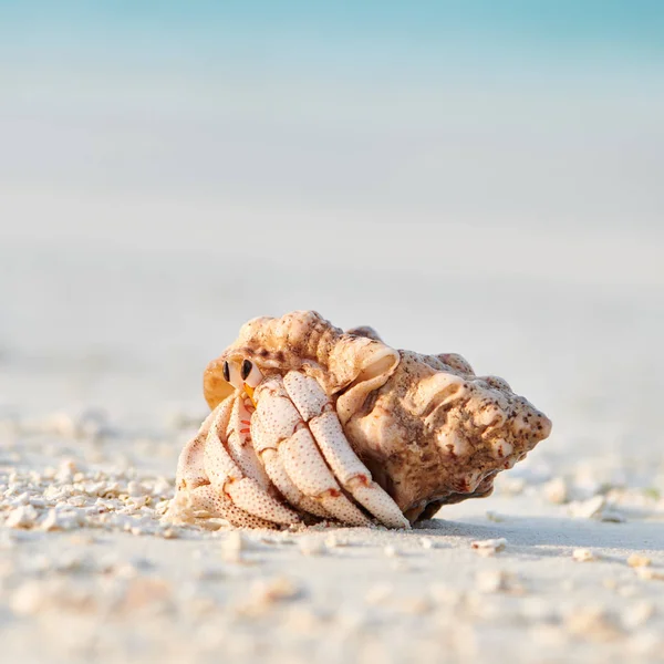 Hermit Crab on a beach Stock Image