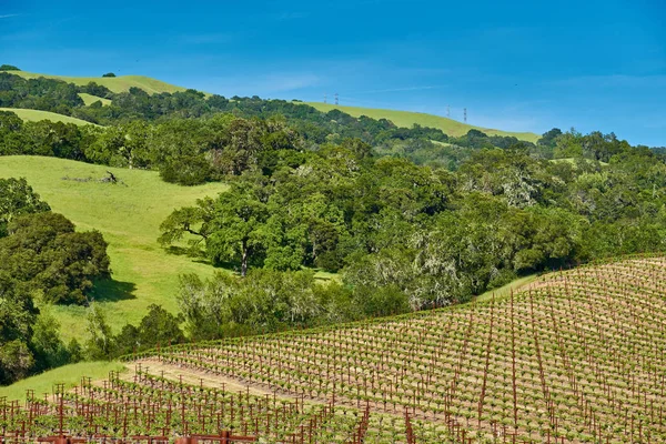 Szőlőültetvények, California, Amerikai Egyesült Államok — Stock Fotó