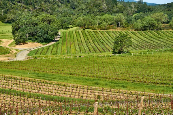 Viñedos en California, Estados Unidos — Foto de Stock