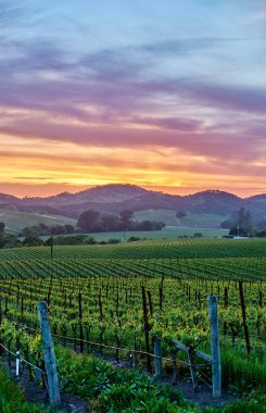 Vineyards at sunset in California, USA clipart