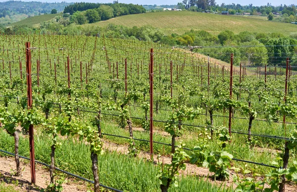 Vignobles en Californie, États-Unis — Photo