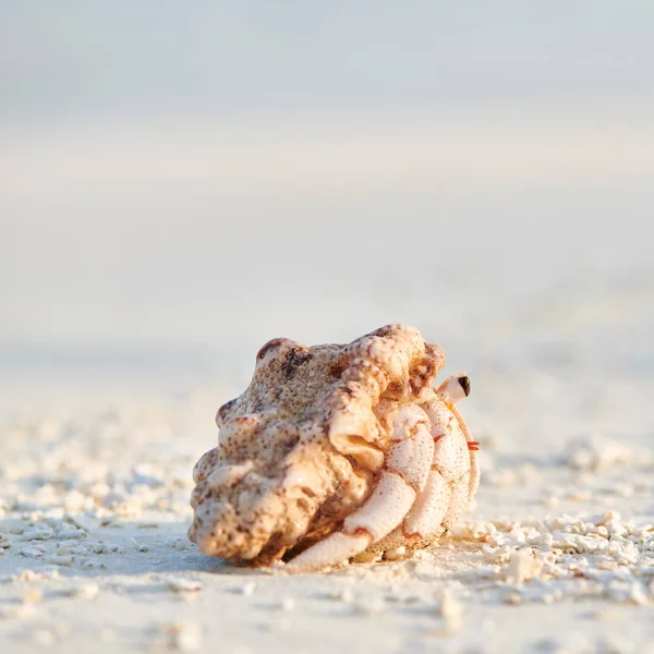 Hermit Crab on a beach — Stock Photo, Image