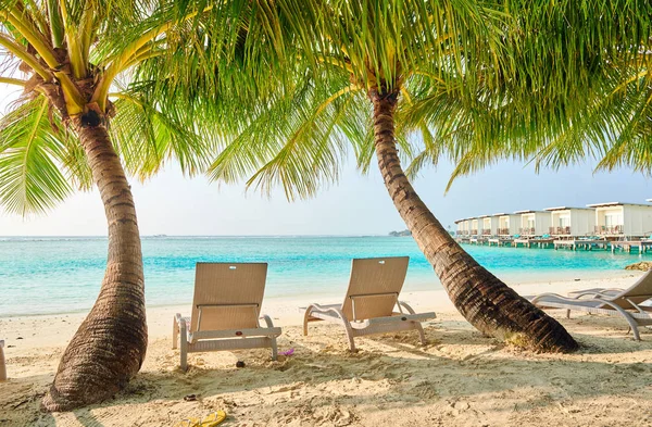 Тропический пляж с шезлонгами и пальмами — стоковое фото