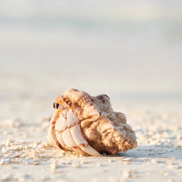 Heremietkreeften op een strand — Stockfoto