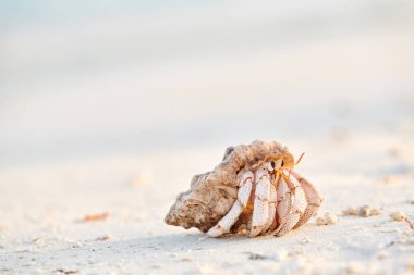 Maldivler bir plajda Yalnızcıl Yengeç