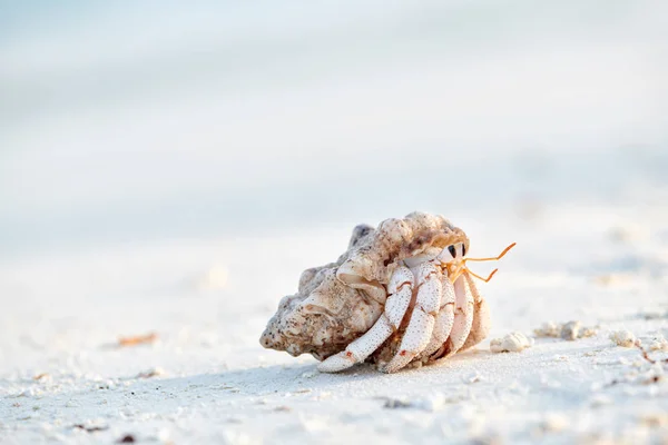 Eremitkräfta på en strand — Stockfoto