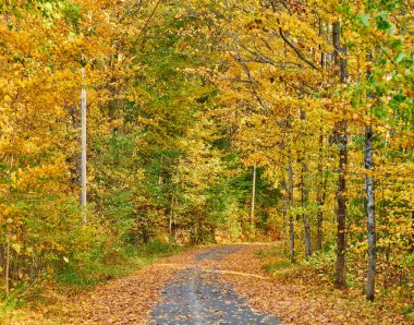 Maine 'de sonbahar yolu