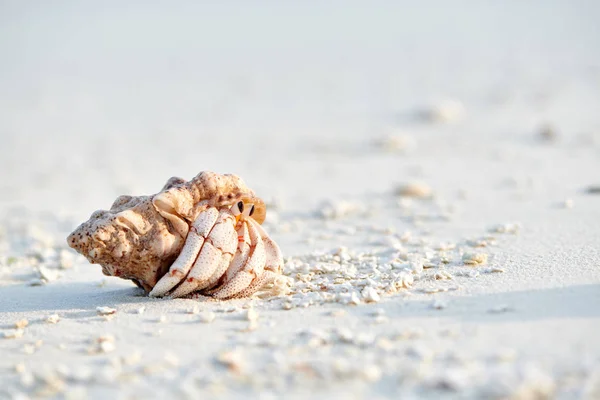 Eremitkräfta på en strand — Stockfoto