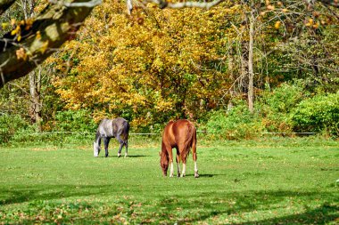 Vermont 'ta otlayan atlar