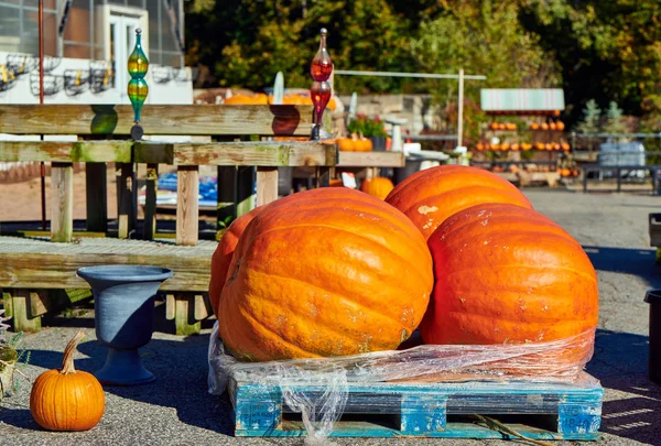 Fresh giant pumpkins on farm market