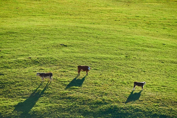 バーモント州の牧草地で放牧する牛 — ストック写真