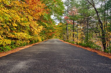 Yollu sonbahar sahnesi