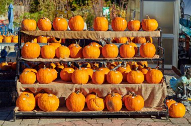 Çiftlik pazarında taze balkabakları