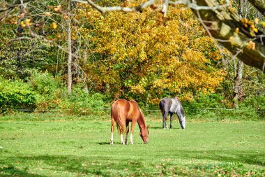 Vermont 'ta otlayan atlar
