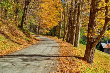 ABD 'nin Vermont kentinde sonbaharda asfaltsız toprak yol.