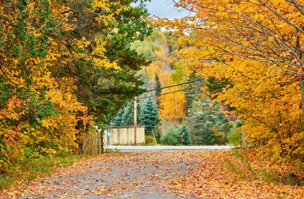 秋の日のドライブウェイ,メイン州,アメリカ. — ストック写真