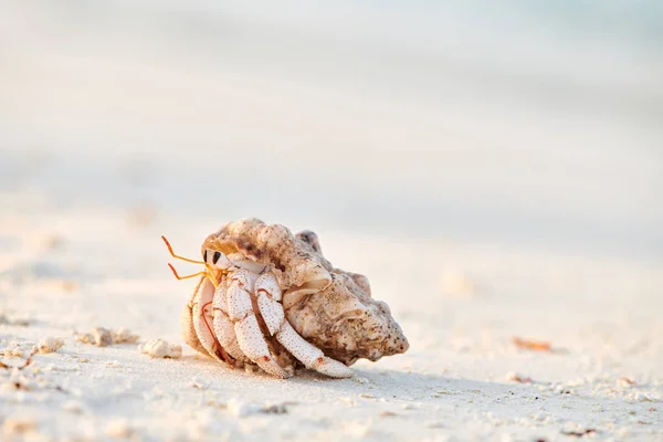 Hermite Crabe sur une plage — Photo