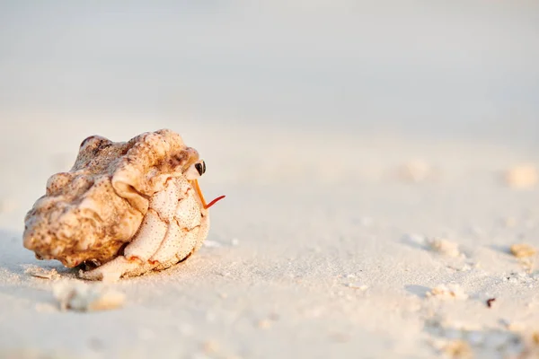 Hermit Crab di pantai — Stok Foto