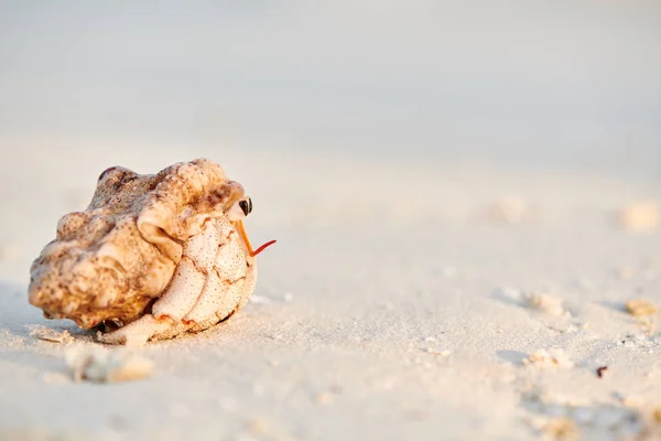 Poustevník krab na pláži — Stock fotografie