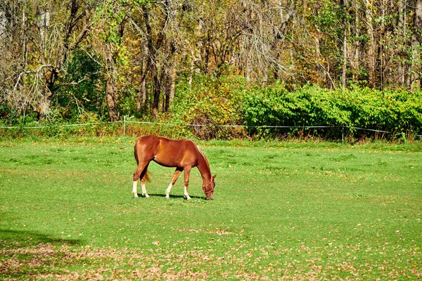 Cavalo pastando em um pasto em Vermont — Fotografia de Stock