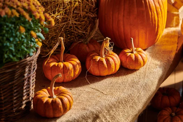 Çiftlik pazarında taze balkabakları