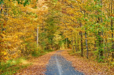 Maine 'de sonbahar yolu