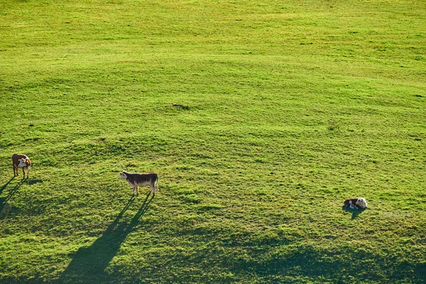 バーモント州の牧草地で放牧する牛 — ストック写真