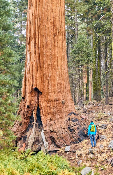Turysta z plecakiem wędrówki w Parku Narodowym Sequoia — Zdjęcie stockowe