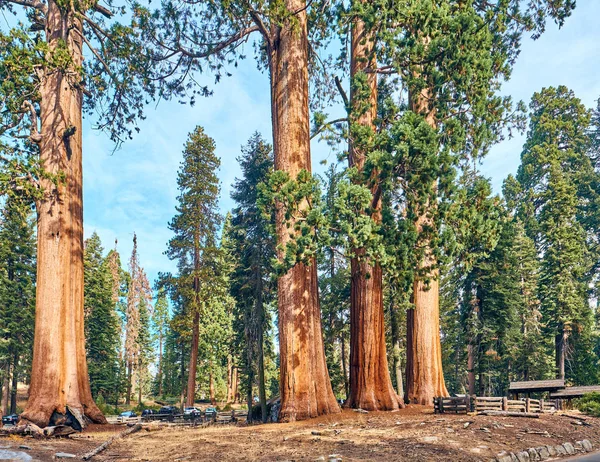 Sequoia Nemzeti Park: ősz — Stock Fotó