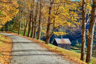 ABD 'nin Vermont kentinde sonbaharda asfaltsız toprak yol.