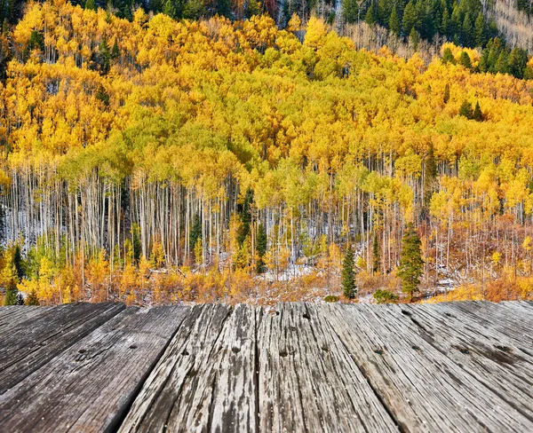 Aspen Grove på hösten i klippiga bergen — Stockfoto
