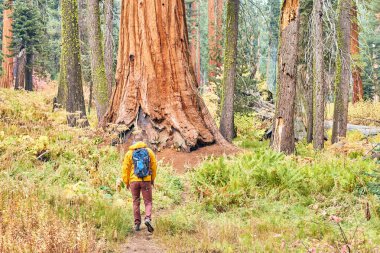 Sırt çantalı bir turist Sequoia Ulusal Parkı 'nda yürüyüş yapıyor.