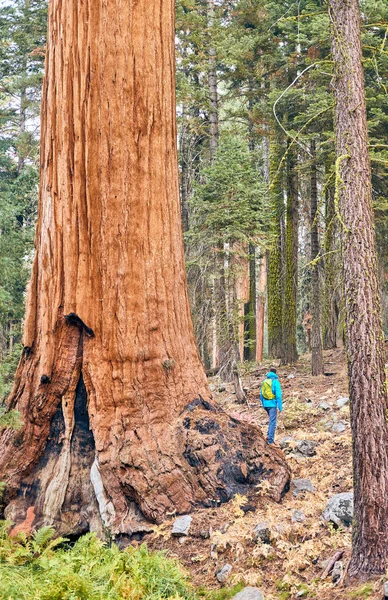 Tourist with backpack hiking in Sequoia National Park — Stock Photo, Image