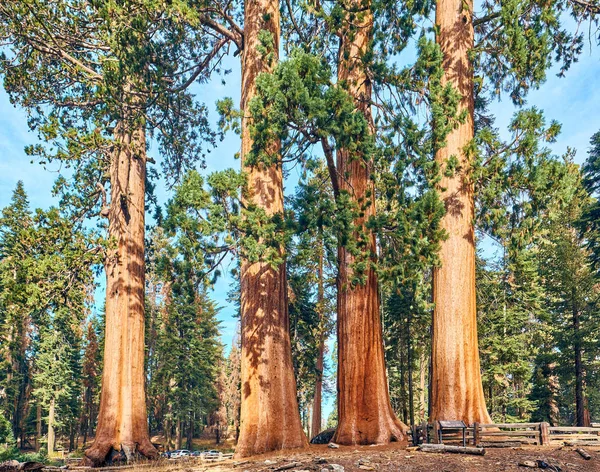 Sequoia National Park in het najaar — Stockfoto