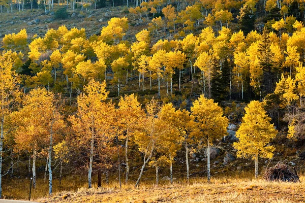 Aspen Grove no outono em Rocky Mountains — Fotografia de Stock