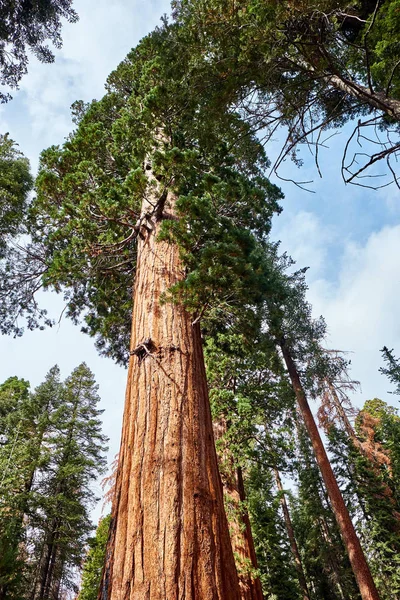 Sequoia National Park in het najaar — Stockfoto