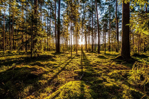 Salida del sol en el bosque de pinos — Foto de Stock