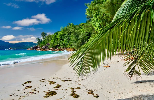 Vacker Strand Anse Soleil Med Palm Vid Seychellerna Mahe — Stockfoto